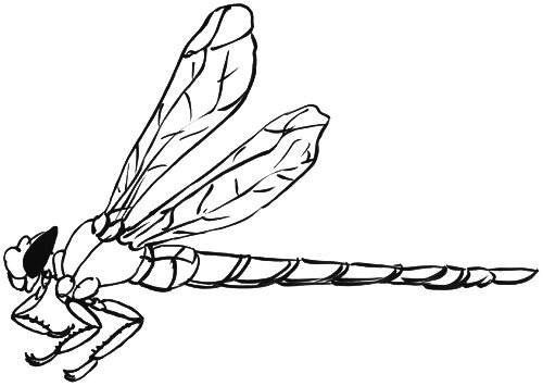 Libellenflügel seitlich nach oben Skizze
