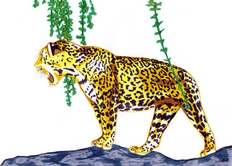 Kolorieren mit Filzstiften: Jaguar Filzstift Kolorierung