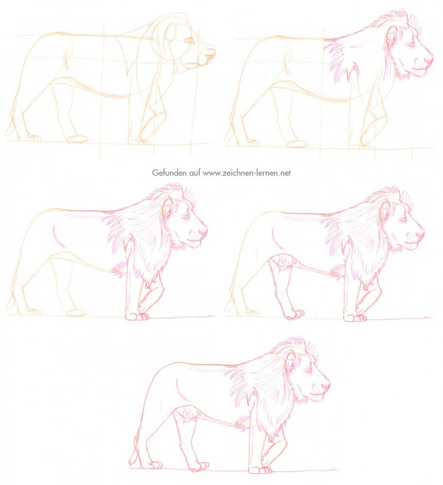 Löwe zeichnen Tutorial in einzelnen Schritten