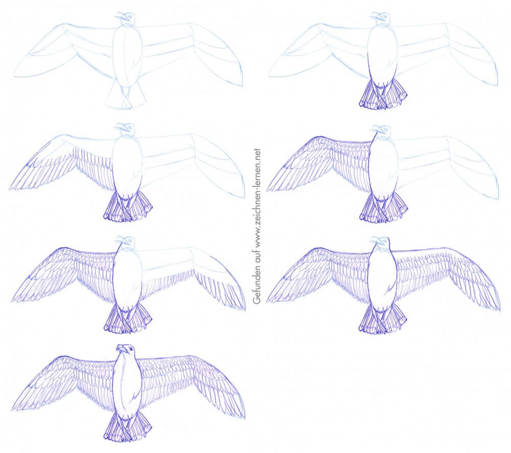 Möwe: Vogelflügel zeichnen in einzelnen Schritten