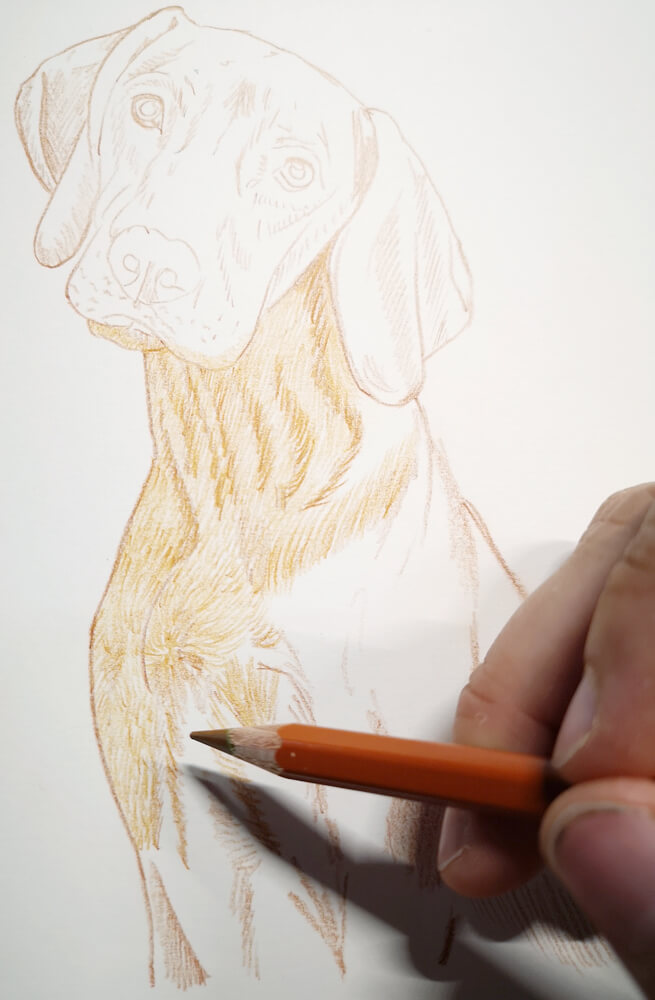 Hunde Zum Zeichnen