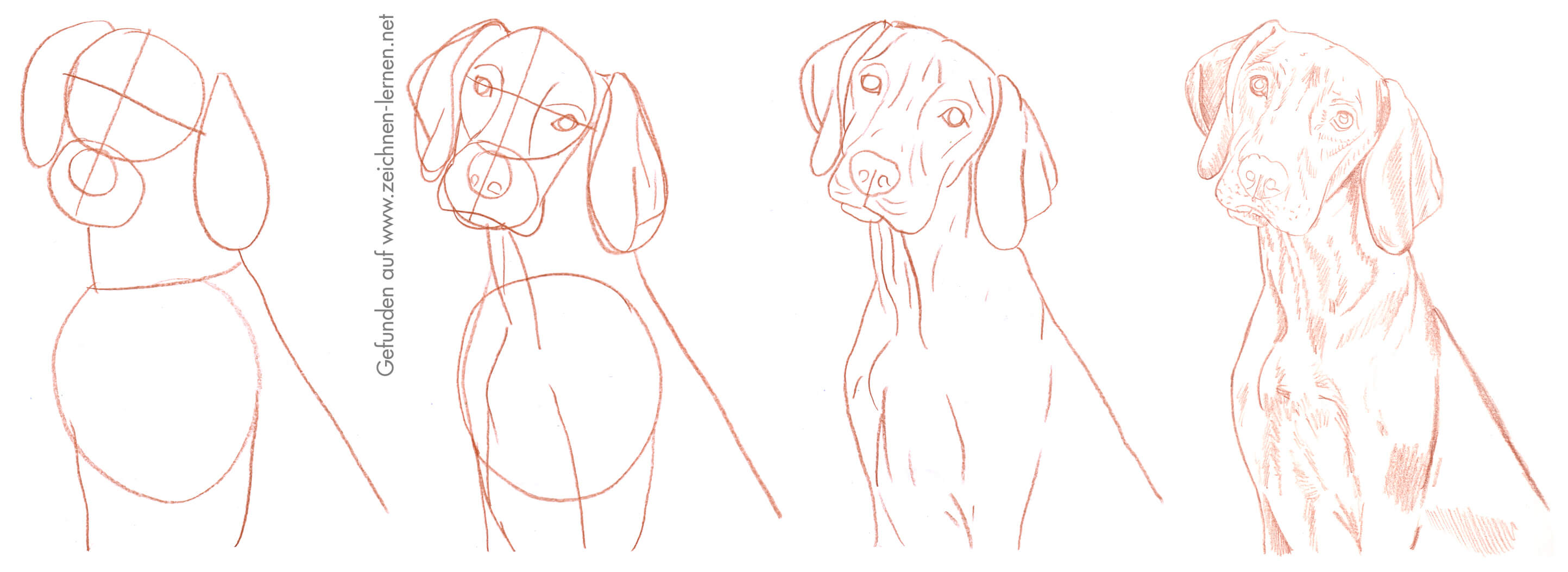 Hund Zeichnen Lernen So Zeichnest Du Unsere Pelzigen Freunde Zeichnen lernen fuer anfaenger wie schueler, wiedereinsteiger und fortgeschrittene. zeichnen lernen