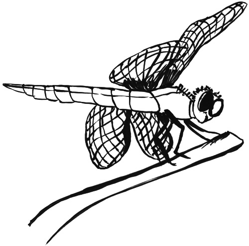 Libelle von der Seite Ansicht von unten Skizze