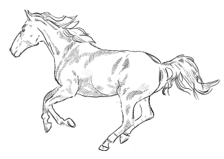 Pferd galoppiert Zeichnung