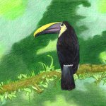 Quantitätskontrast Beispiel: Tucan Buntstiftzeichnung