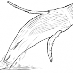 Delfine und Wale: Springender Buckelwal (Bauchansicht) Zeichnung