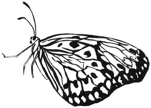 Schmetterlingsflügel zusammen geklappt von der Seite gezeichnet