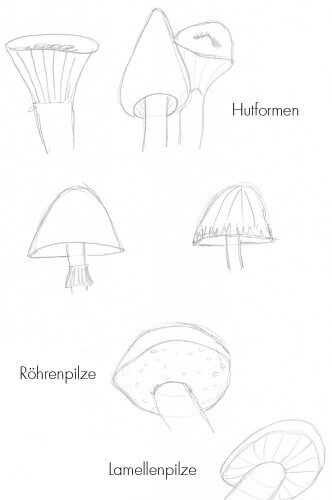 Pilze zeichnen: Optische Merkmale