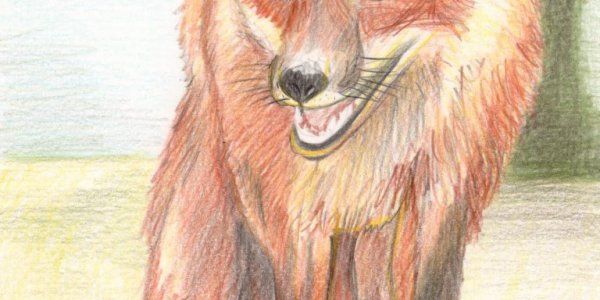 Fuchs zeichnen mit Buntstiften