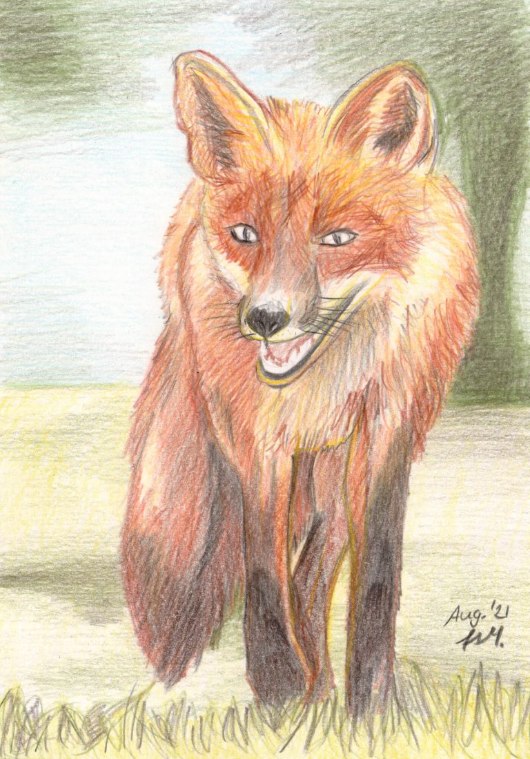 Fuchs zeichnen mit Buntstiften