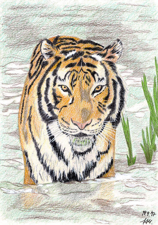 Tiger Buntstiftkolorierung