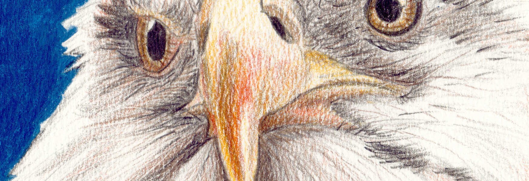Adler zeichnen - Buntstiftkolorierung