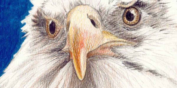 Adler zeichnen - Buntstiftkolorierung