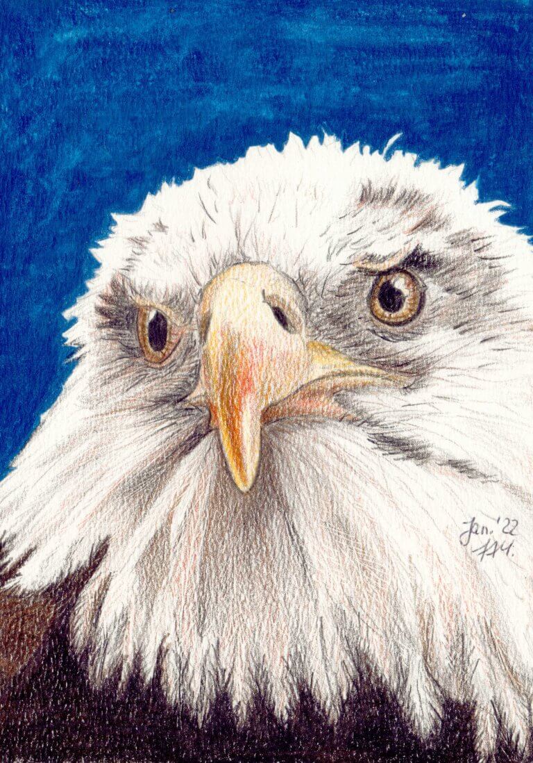 Vögel zeichnen lernen - Verschiedene Vogelarten & Beispiele