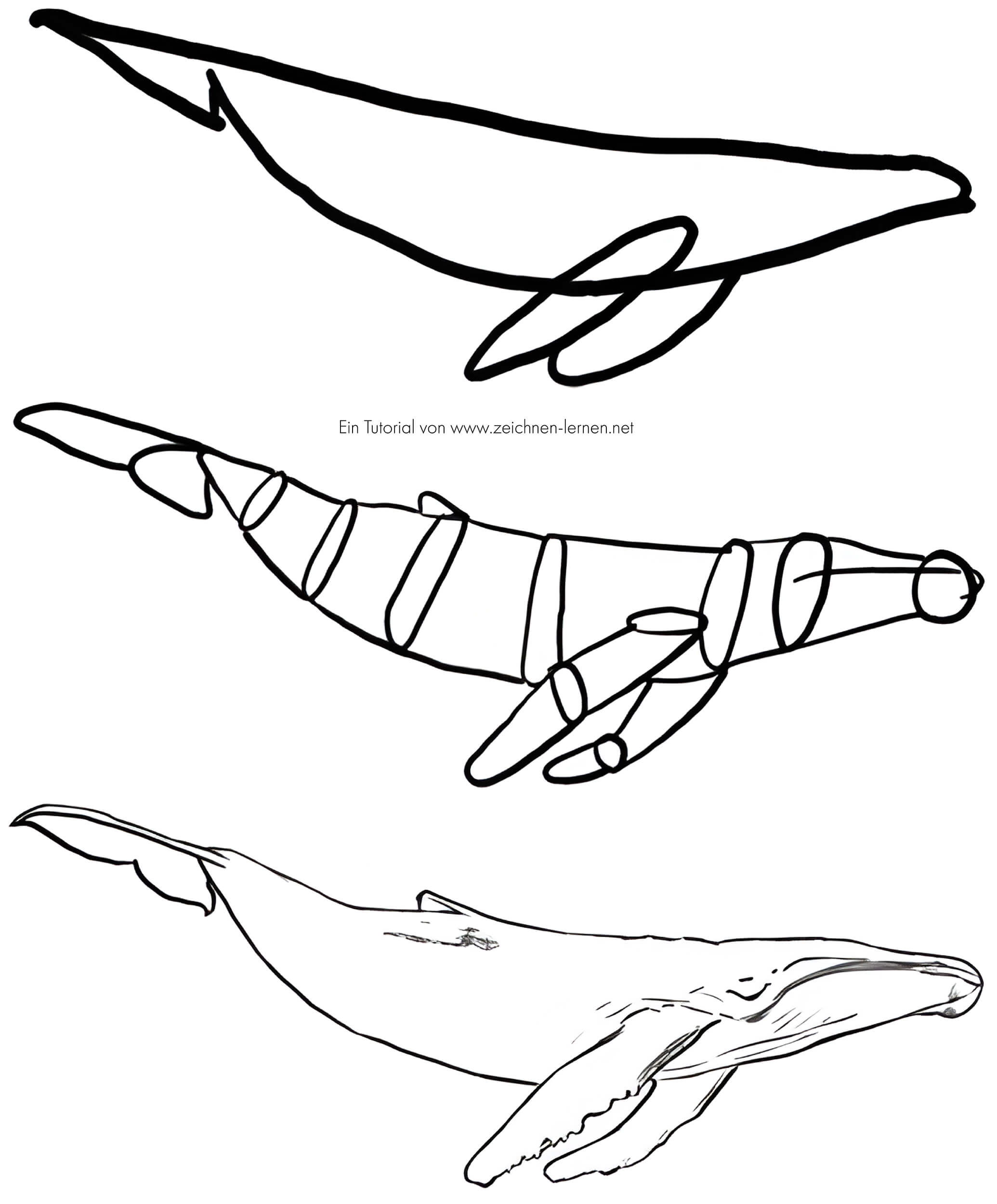 Tutorial de dibujo de ballena jorobada