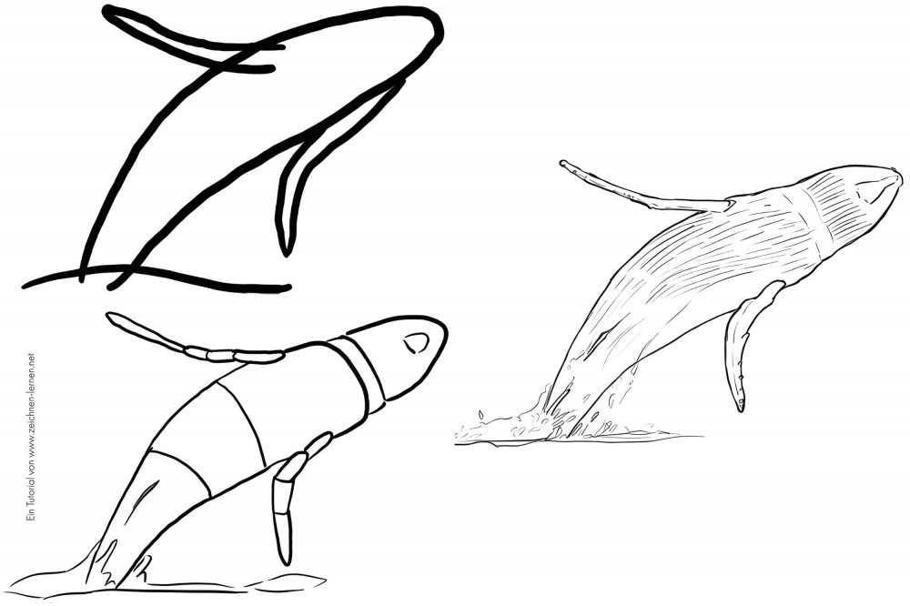 Baleine à bosse sautant hors de l'eau