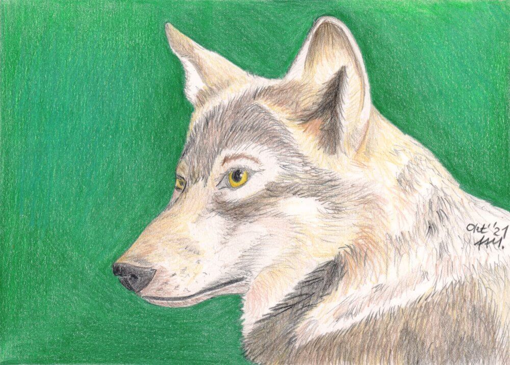 Dibujo a lápiz de color Retrato de lobo