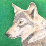 Buntstiftzeichnung Wolfportrait