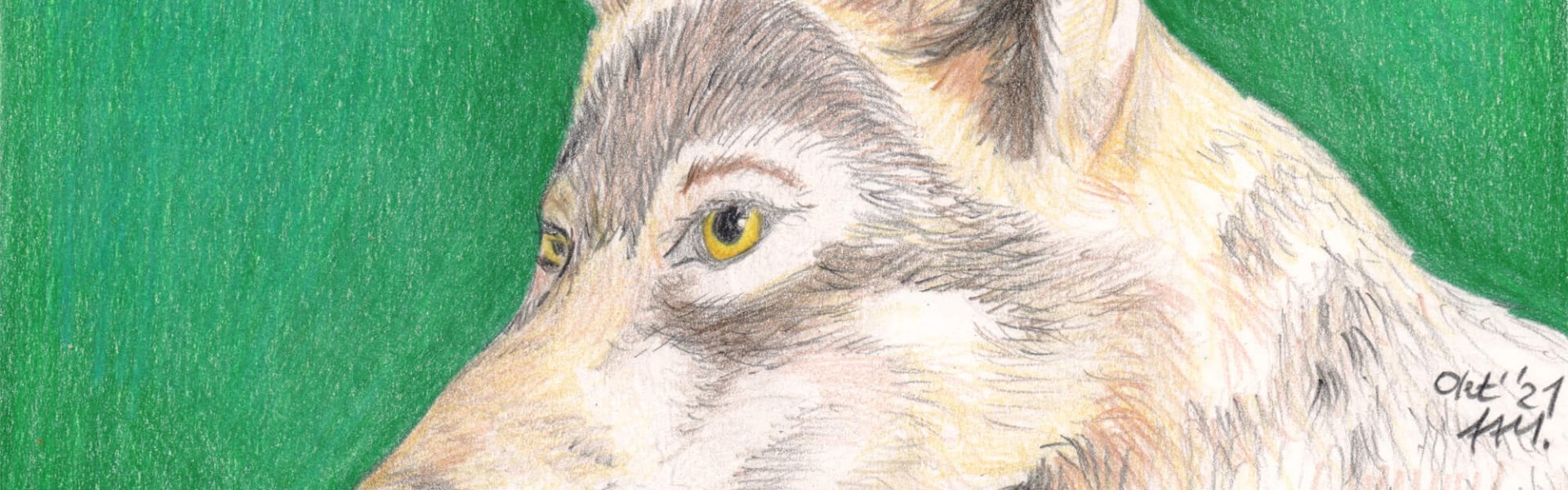 Dibujo a lápiz de color Retrato de lobo