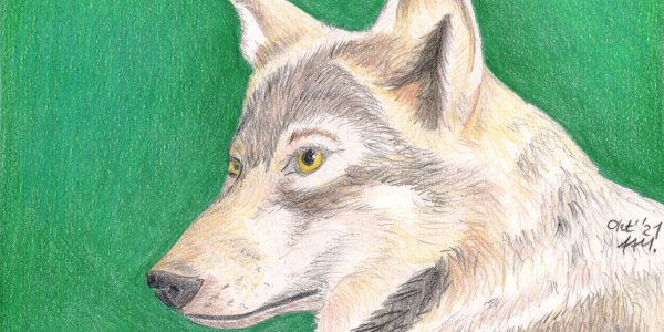 Colored pencil drawing wolf portrait