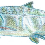 Salmón - Colorear con lápiz de acuarela