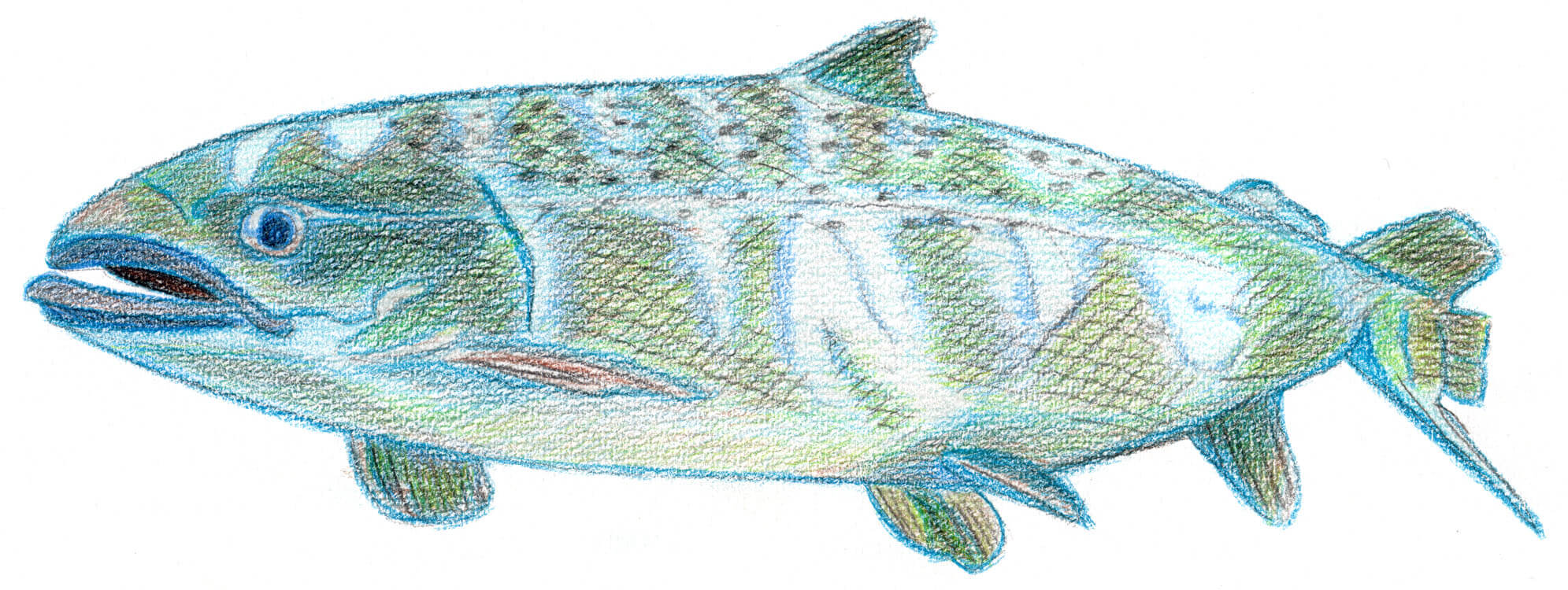 Lachs - Kolorierung mit Aquarellbuntstift