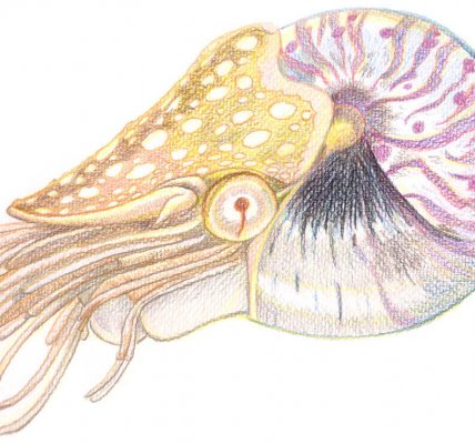 Nautilus malen mit Aquarellbuntstift