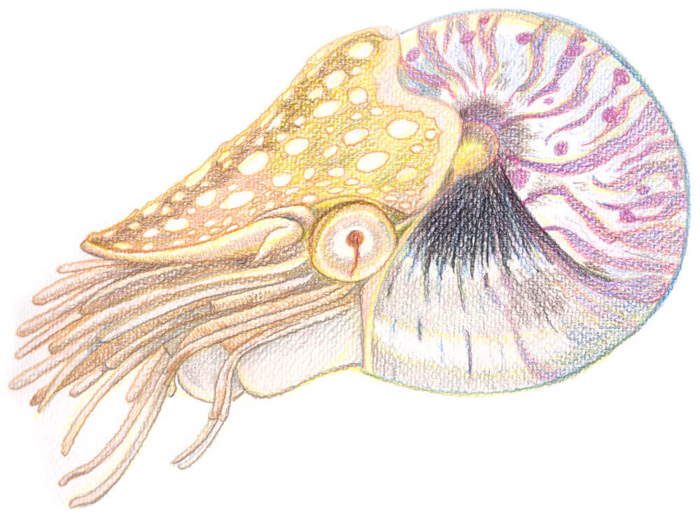 Meerestiere: Nautilus malen mit Aquarellbuntstift