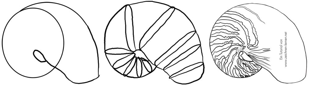 Tutorial de dibujo de nautilus: esbozo básico, formas básicas y dibujo