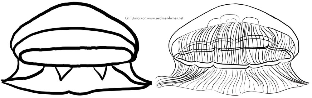 Jellyfish drawing tutorial: basic sketch, basic shapes & drawing