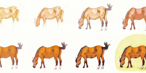 Pferd zeichnen und malen Schritt für Schritt