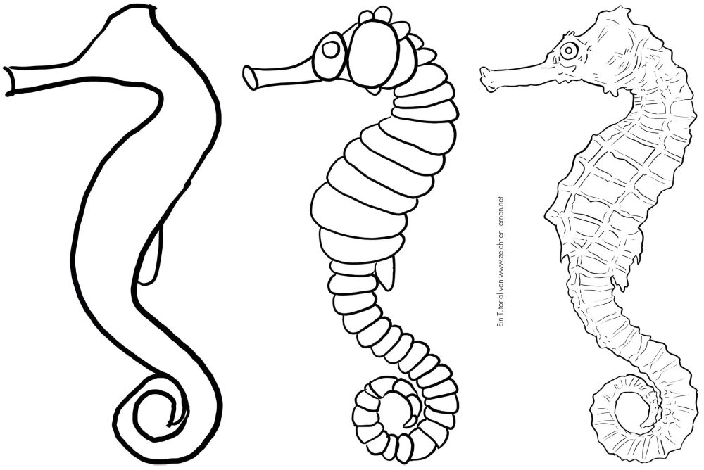 Dibujar el caballito de mar - Boceto básico, formas básicas y dibujo