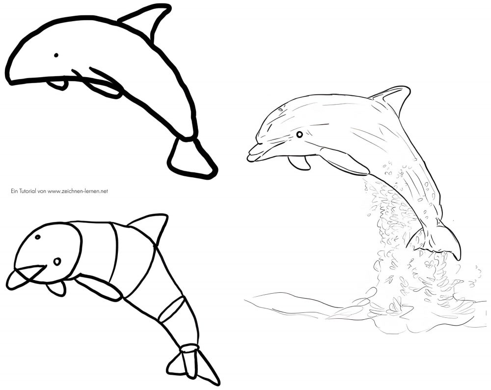 Drawing Dolphin Step by Step