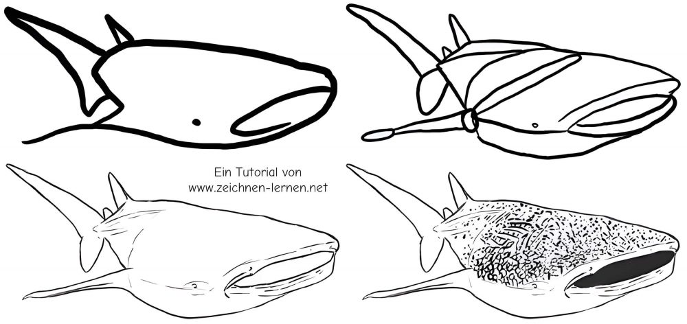 Tutorial de dibujo de tiburón ballena