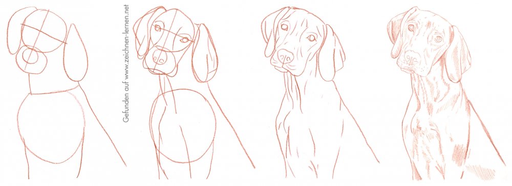  Hund zeichnen lernen - so zeichnest du unsere pelzigen Freunde Illustration 