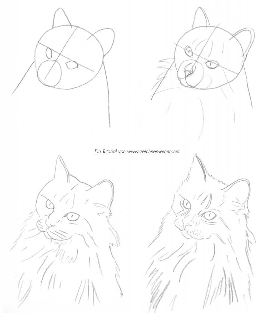Katzenportrait zeichnen lernen Tutorial