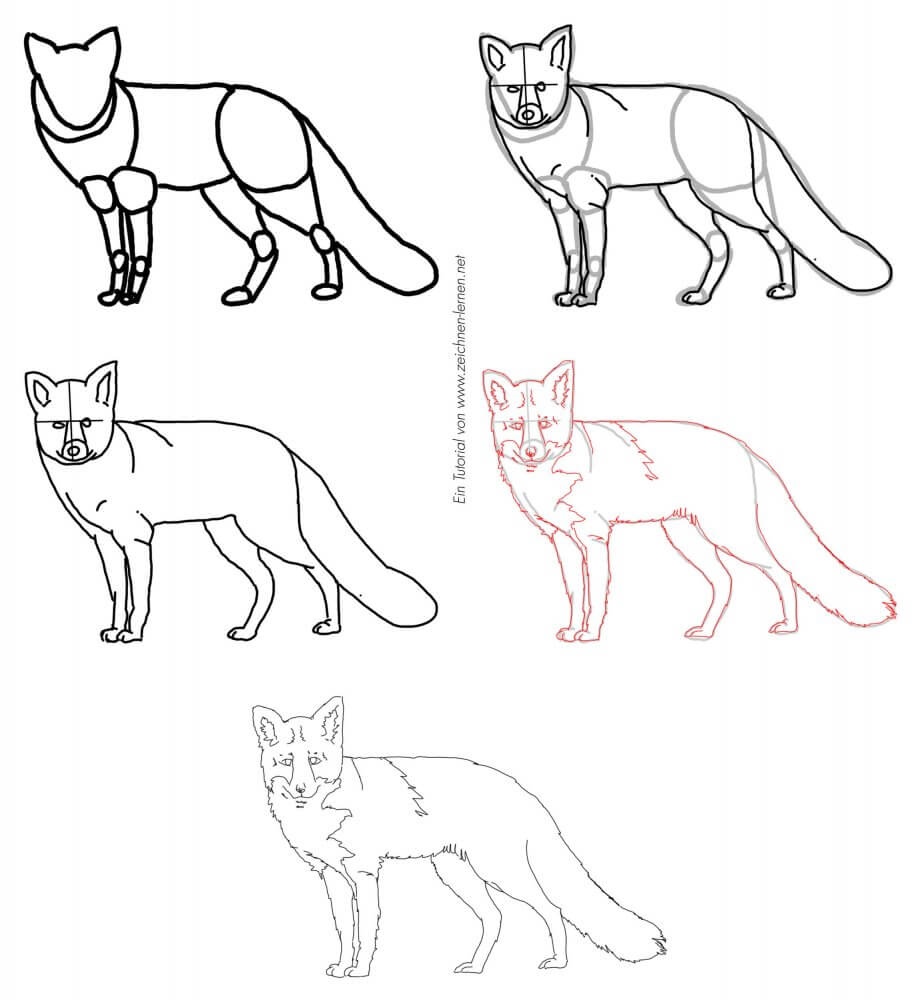 Fuchs zeichnen lernen - Schritt für Schritt Anleitung