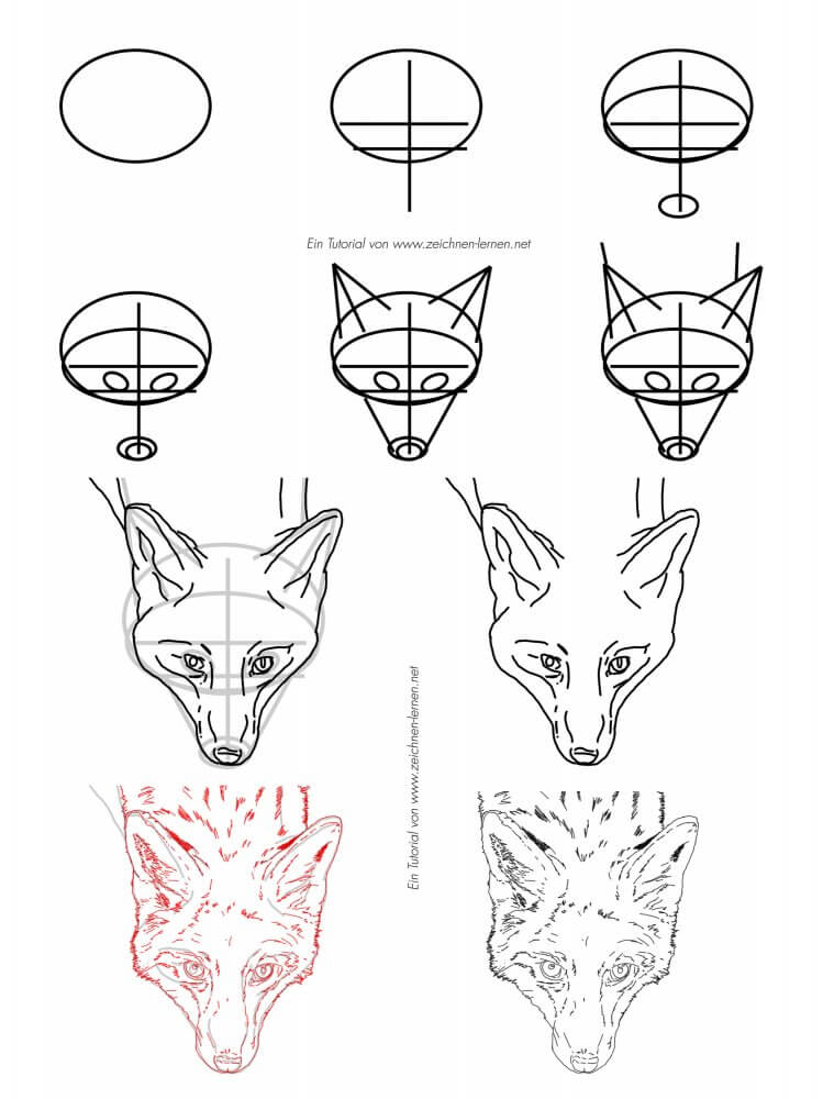 Fuchs Gesicht von den Grundformen, zur Skizze zur Zeichnung