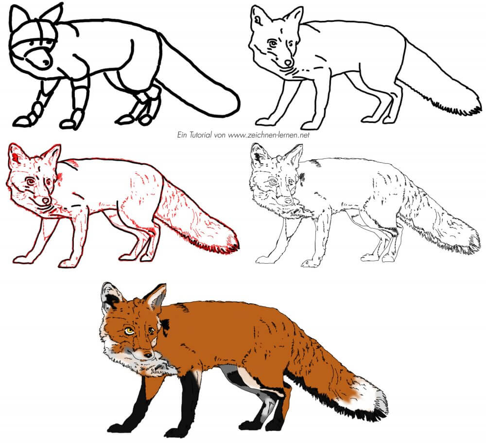 Fuchs zeichnen lernen Skizze mit Grundformen