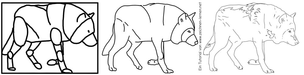 Dibujar un lobo agazapado - Pasos individuales
