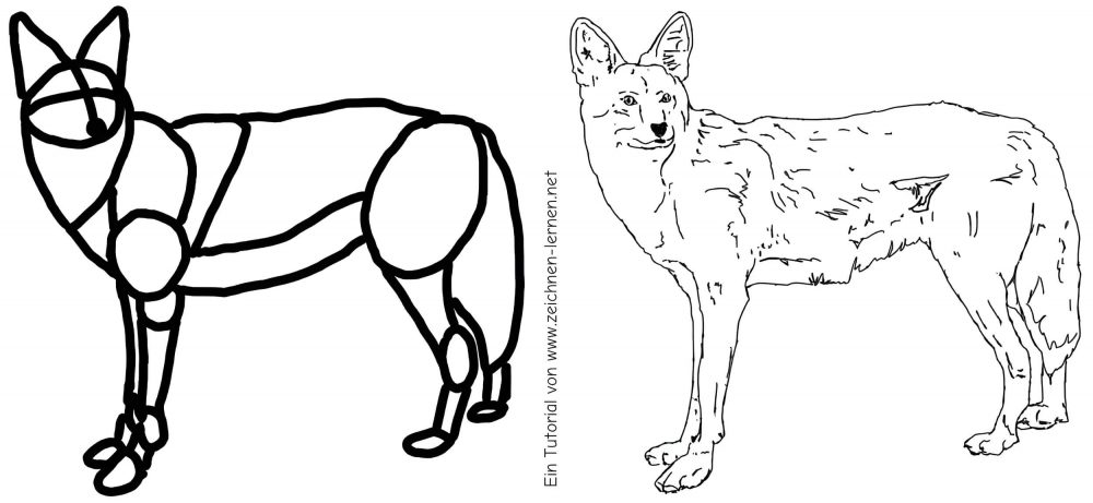 Coyote sketch and drawing