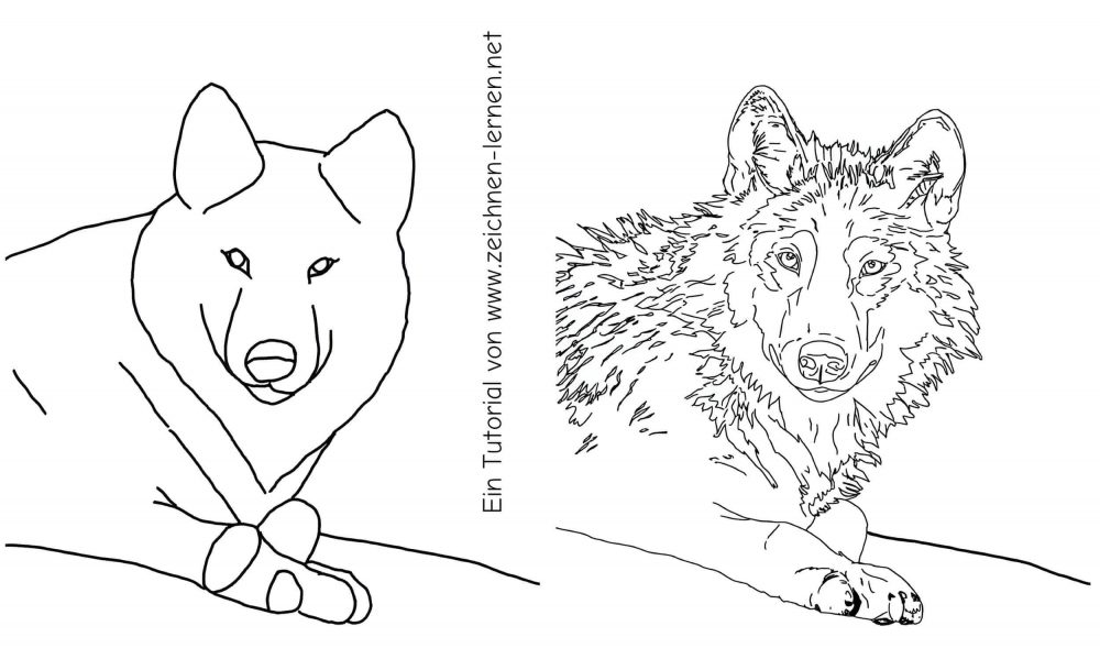 Liegender Wolf - zeichnen in einzelnen Schritten