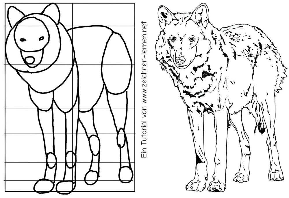 Standing Wolf - esbozar y dibujar