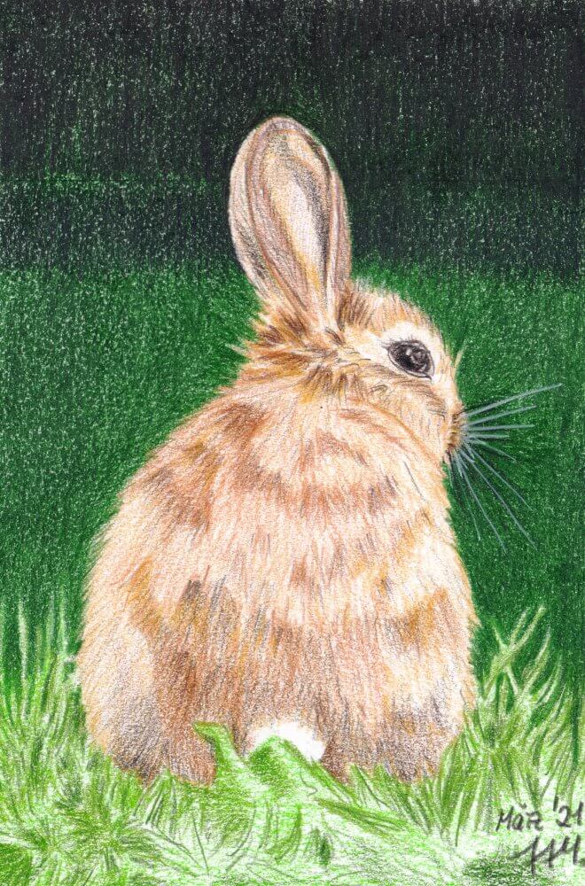 Hell-dunkel-Kontrast - Beispiel Kaninchen Buntstiftzeichnung