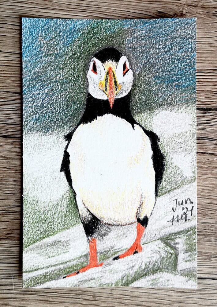 Qualitätskontrast Beispiel - Papageientaucher zeichnen