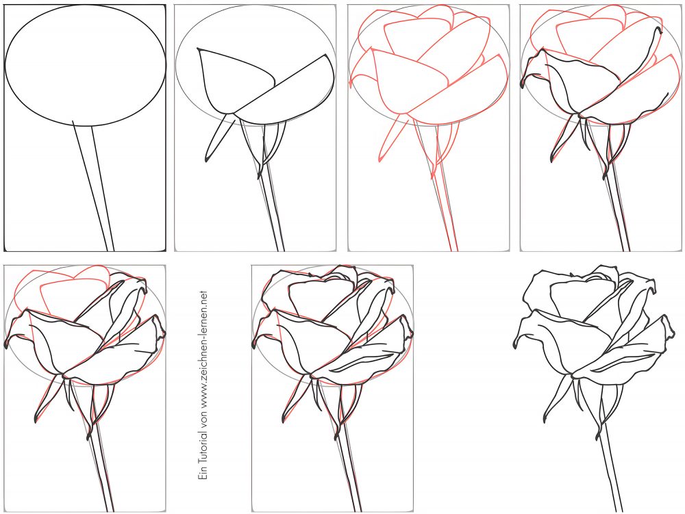 Rose zeichnen Schritt für Schritt