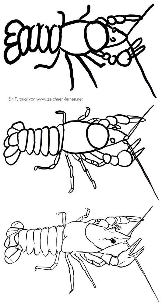 Draw a crayfish