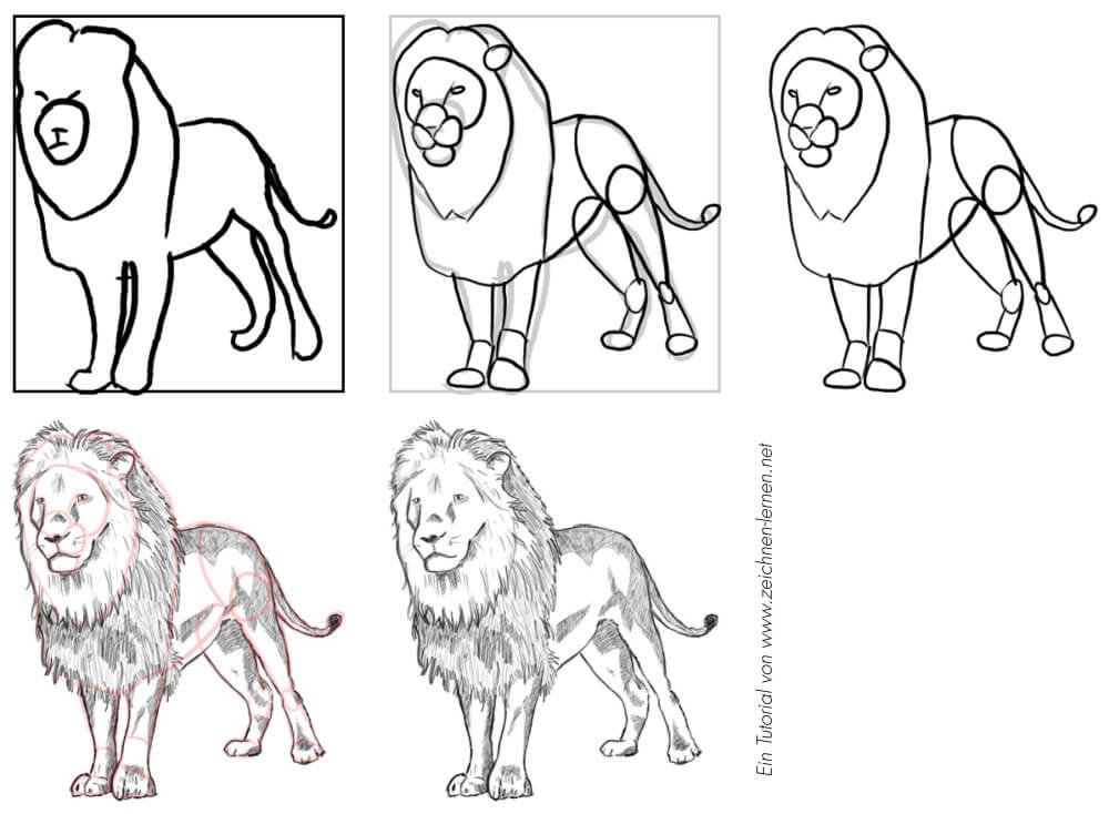 Männlichen Löwen zeichnen lernen Tutorial