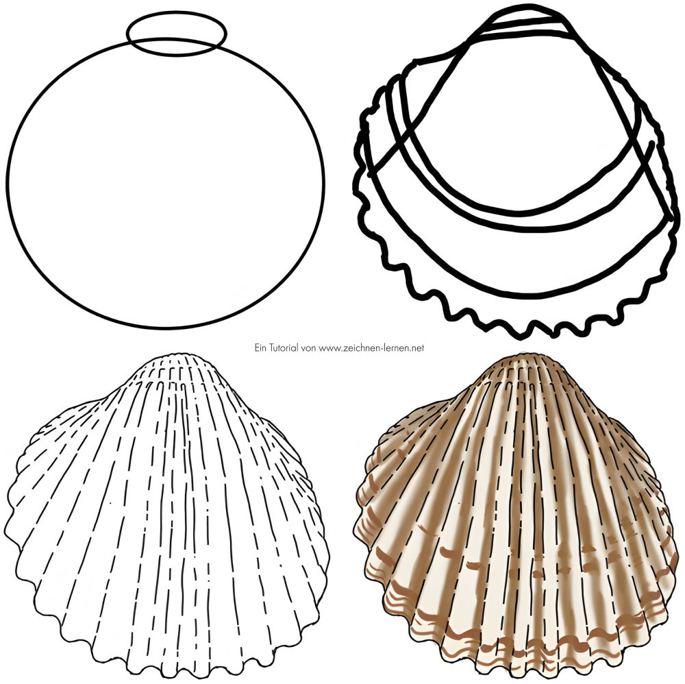 Drawing a Shell Tutorial