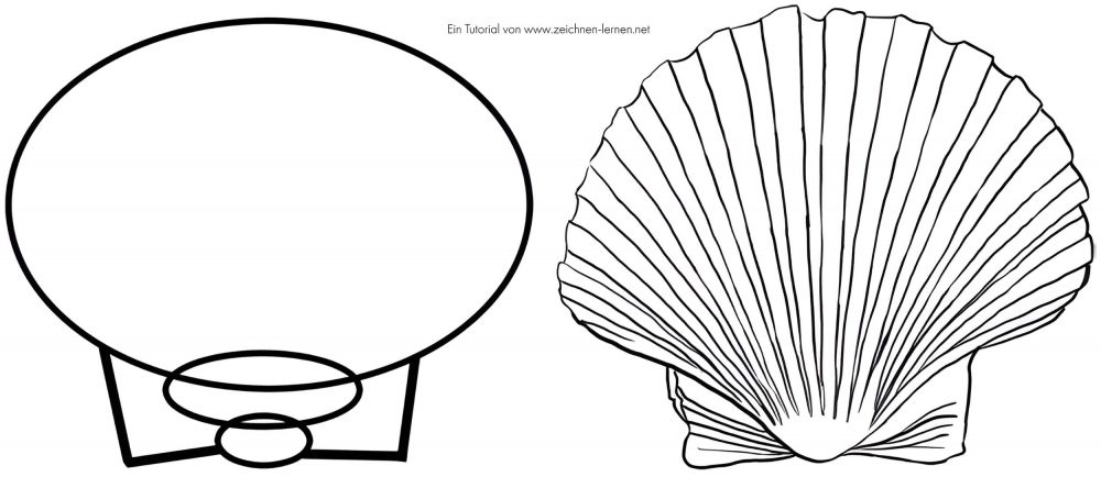 Tutorial para dibujar una concha marina